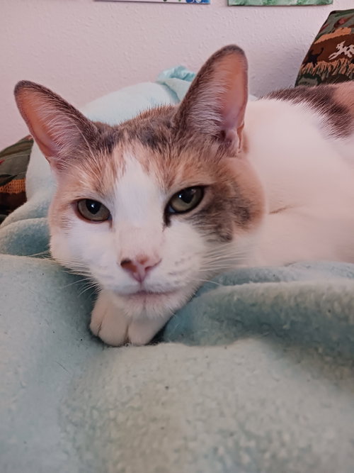 Mitzi (and Snickers)- Offered by Owner - Senior BF
