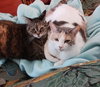 Mitzi (and Snickers)- Offered by Owner - Senior BF