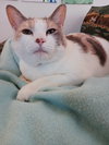 Mitzi (and Snickers)- Offered by Owner - Senior BF