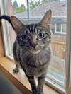 MINNIE MEW - Young Family Cat
