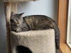 MINNIE MEW - Young Family Cat
