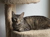 MINNIE MEW - Young Family Cat