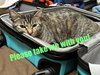 MINNIE MEW - Young Family Cat