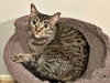 MINNIE MEW - Young Family Cat
