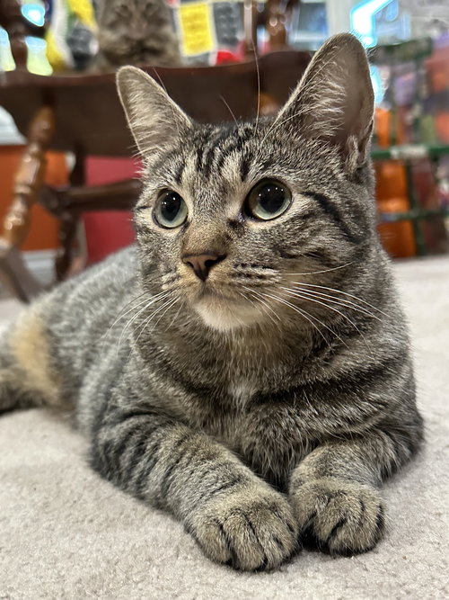 MINNIE MEW - Young Family Cat