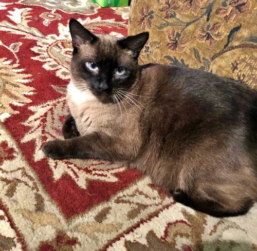 LUNA2 (Siamese) - Offered by Owner