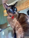 LUNA2 (Siamese) - Offered by Owner