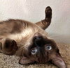 LUNA2 (Siamese) - Offered by Owner