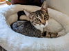 BELLE and JOEY