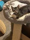 Adopt us! Frisco and Kirby