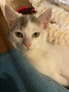 Adopt us! Frisco and Kirby