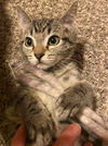 Adopt us! Frisco and Kirby