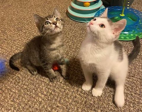 Adopt us! Frisco and Kirby