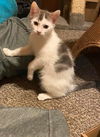 Adopt us! Frisco and Kirby
