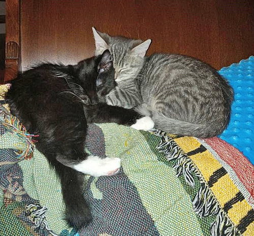 ASHER (M) and SOCKS (F)