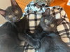 ROSIE (F) and MIDNIGHT (M)