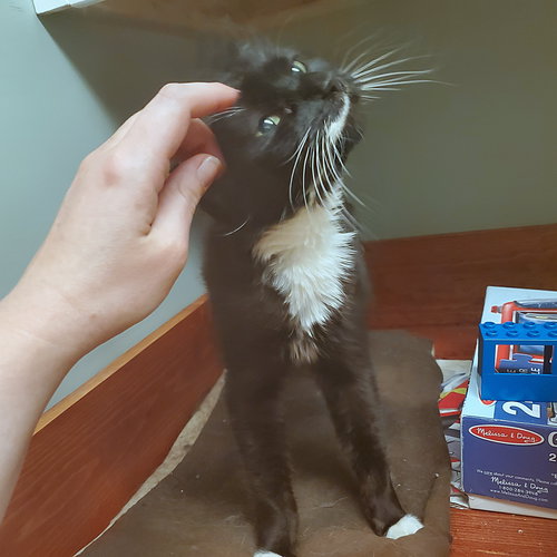PIGEON - Offered by Owner