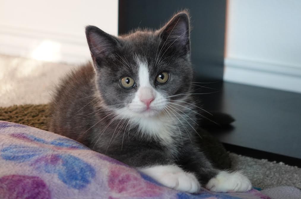 Cats for Adoption in Portland, Oregon Alpha Paw