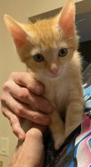 Meow Mix - Gizmo, Oscar, Milo, Dino & Rosie