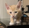 Meow Mix - Gizmo, Oscar, Milo, Dino & Rosie