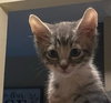 Meow Mix - Gizmo, Oscar, Milo, Dino & Rosie