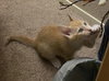 Meow Mix - Gizmo, Oscar, Milo, Dino & Rosie
