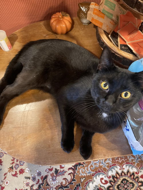 MATEO - Offered by Owner - Young male
