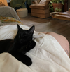 MATEO - Offered by Owner - Young male