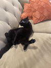 MATEO - Offered by Owner - Young male