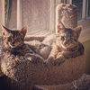 Holiday Pairs and Best Friend Brothers