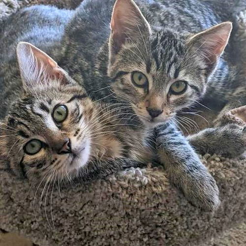 Holiday Pairs and Best Friend Brothers