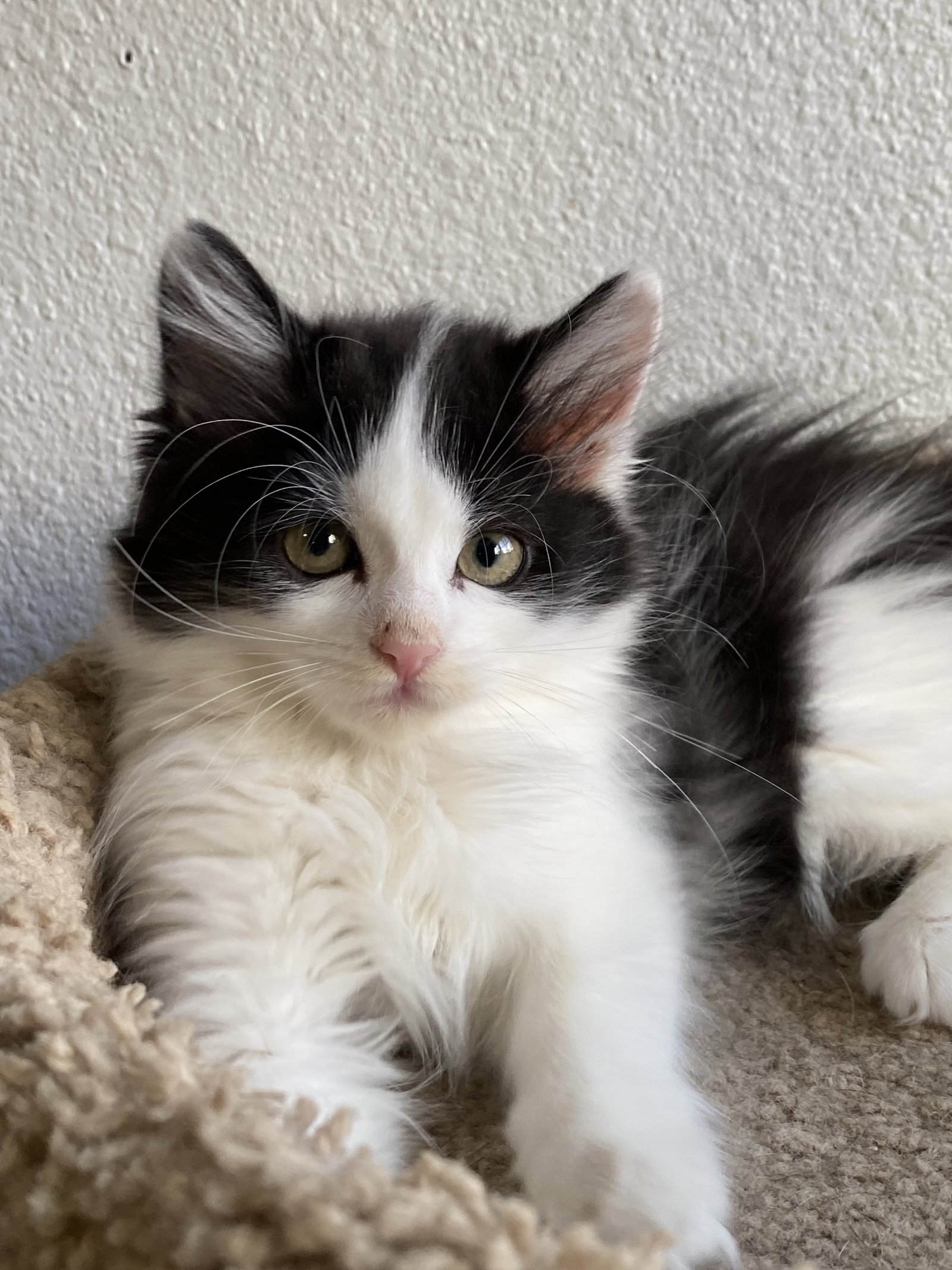 Cats for Adoption in Silverton, Oregon Alpha Paw