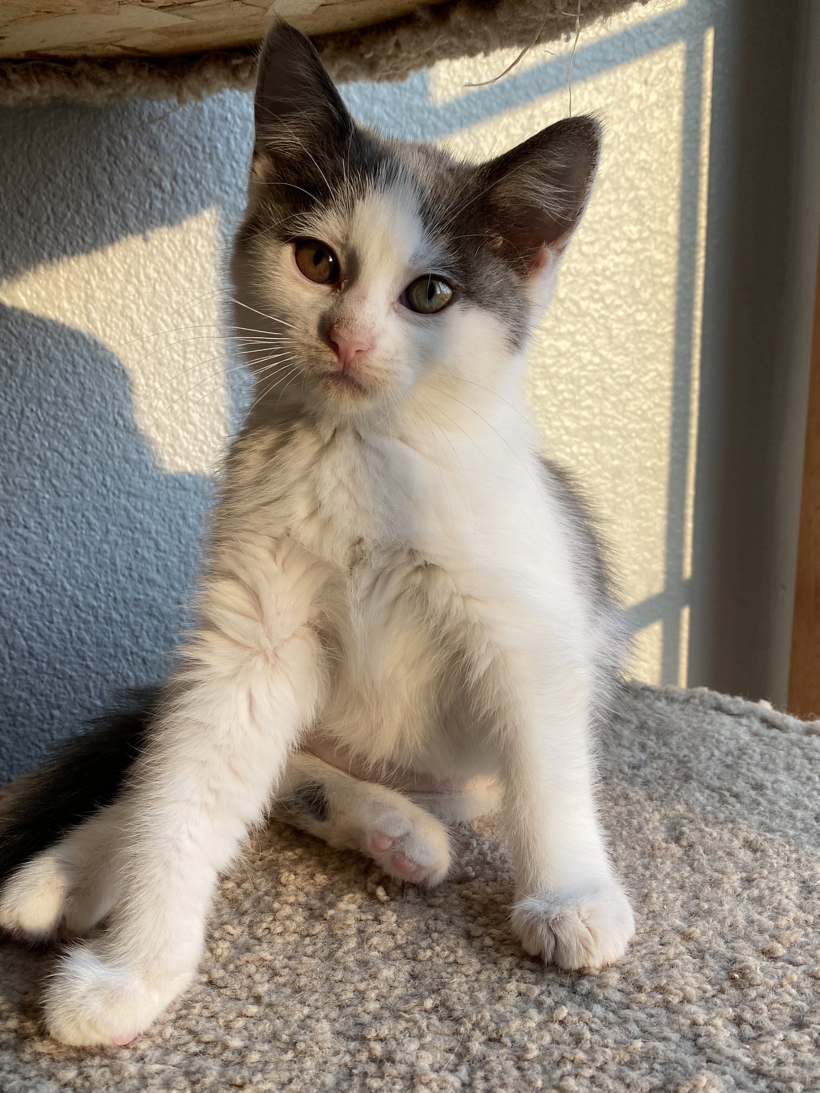 Cats for Adoption in Silverton, Oregon Alpha Paw