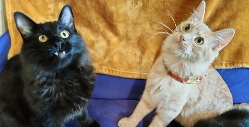 DIAMONDA & TRIX - Offered by Owner