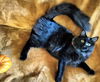DIAMONDA & TRIX - Offered by Owner