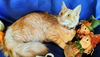 DIAMONDA & TRIX - Offered by Owner