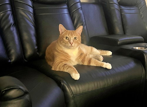 CHEDDAR - Offered by Owner
