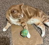 CHEDDAR - Offered by Owner