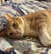 CHEDDAR - Offered by Owner