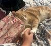 CHEDDAR - Offered by Owner