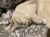 CASPER - Offered by Owner - Siamese Mix
