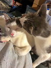 OREO & TOBY