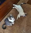 OREO & TOBY