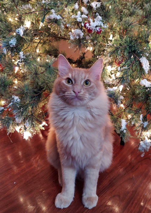 TRIX - Offered by Owner - Young Family Cat