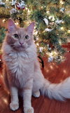 TRIX - Offered by Owner - Young Family Cat