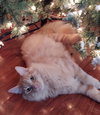 TRIX - Offered by Owner - Young Family Cat