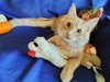 TRIX - Offered by Owner - Young Family Cat