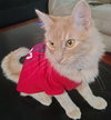 TRIX - Offered by Owner - Young Family Cat