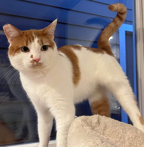 Freckles - Offered by Owner - Friendly Male
