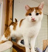 Freckles - Offered by Owner - Friendly Male